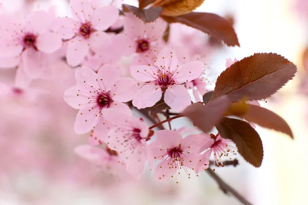 Brindilles d'arbres en fleurs — Photo