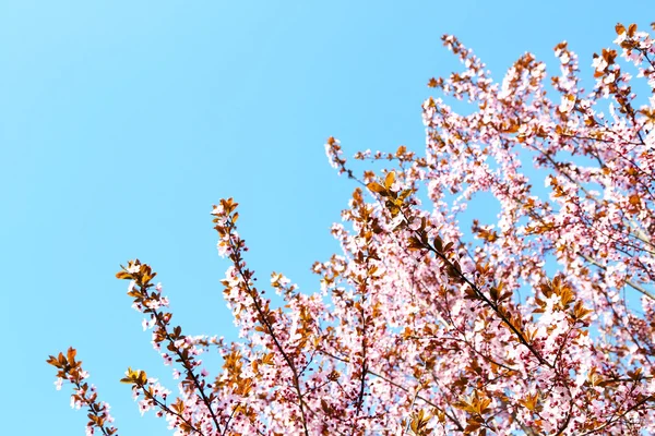 Brindilles d'arbres en fleurs avec des fleurs roses au printemps sur ciel bleu — Photo