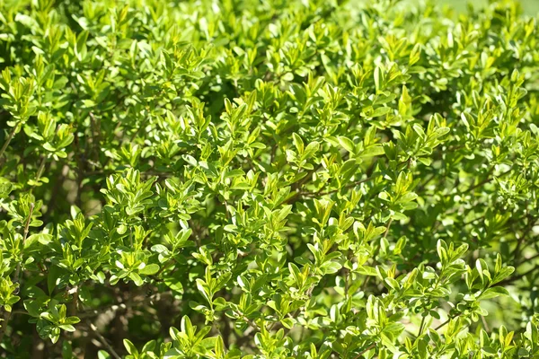 Belle foglie primaverili, da vicino — Foto Stock