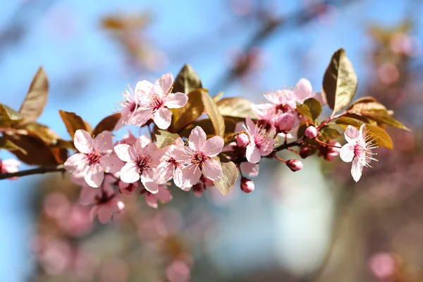 Цветение сакуры на фоне размытой природы — стоковое фото