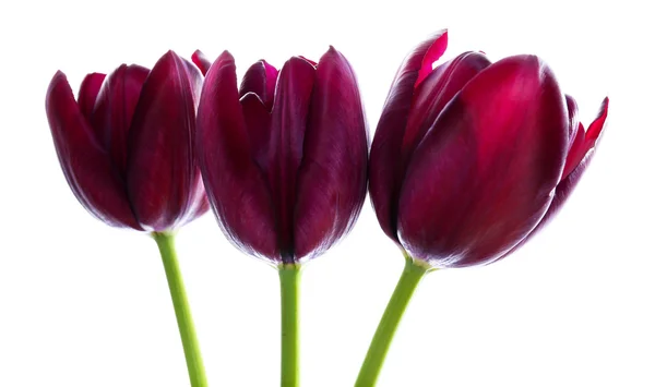 Bei tulipani viola — Foto Stock