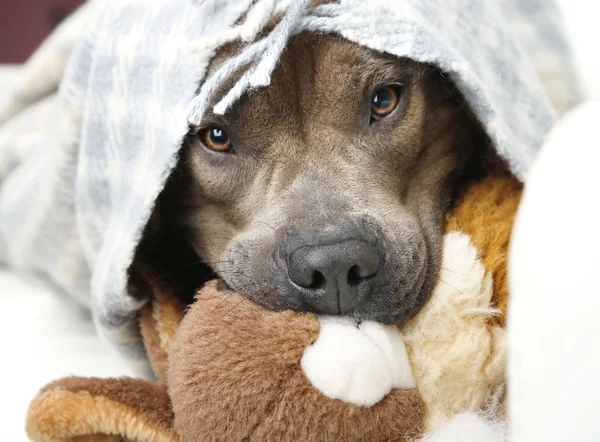 Cão com coelho de brinquedo quebrado coelho em casa interior fundo — Fotografia de Stock