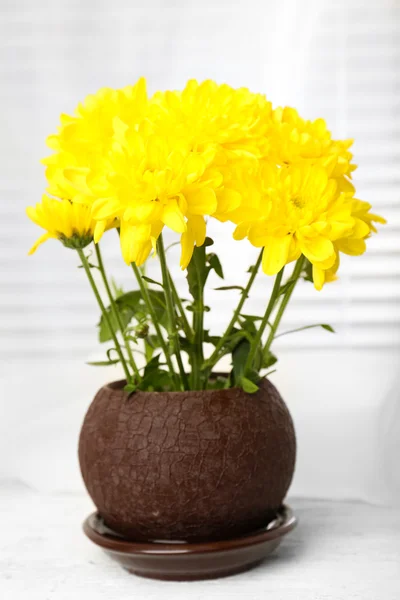 Prachtig chrysanthemum in pot op de vensterbank — Stockfoto