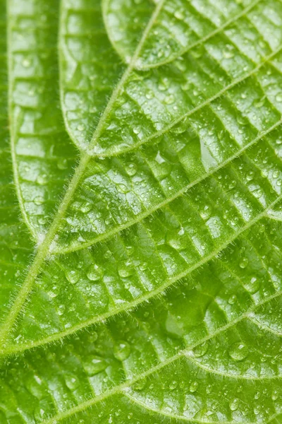 Folha verde bonita com gotas de água perto — Fotografia de Stock