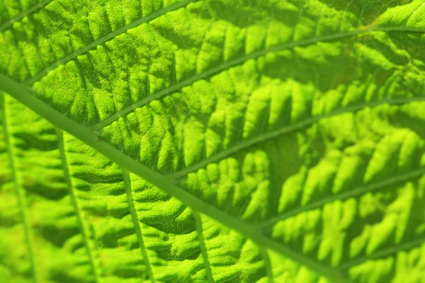 Close up of fresh green leaf with veins — Stock Photo, Image