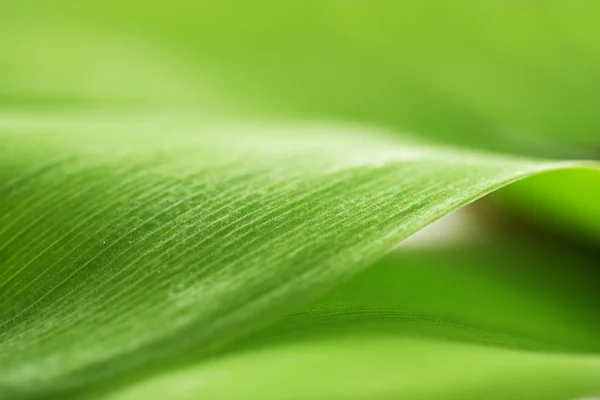 Primo piano di foglia verde — Foto Stock