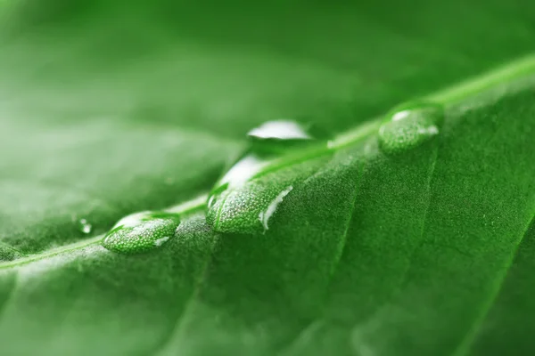 Close up of green leaf with drops — Stock Photo, Image