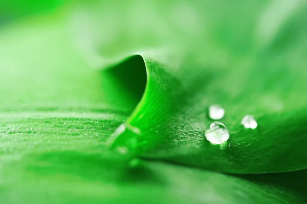 Close up of green leaf with drops — Stock Photo, Image