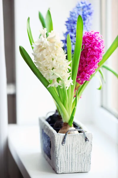 Mooie hyacint op vensterbank — Stockfoto