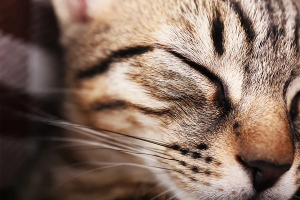 Porträt einer schlafenden Katze, Nahaufnahme — Stockfoto