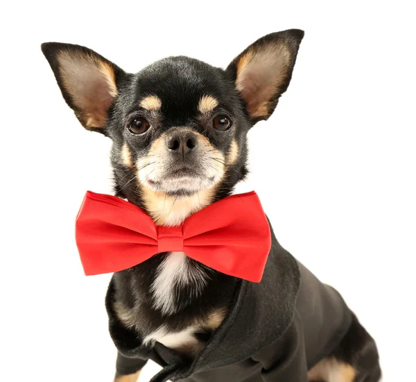 Cute chihuahua puppy in red bow tie — Stock Photo, Image