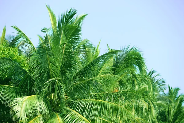 Palm leaves and blue sky, in resort — Stock Photo, Image