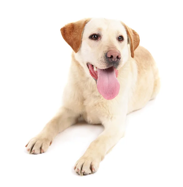 Cute dog isolated on white background — Stock Photo, Image