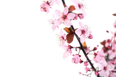 Çiçekli Bahar Şube