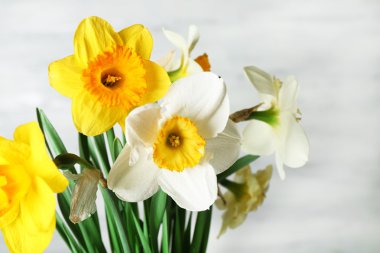 taze nergis çiçekleri