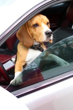 Arabada komik şirin köpek