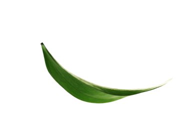 yeşil yaprak beyaz üzerinde izole