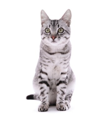 Güzel kedi bembeyaz