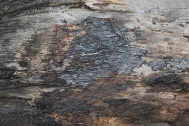 Ağaç kabuğu dokusu