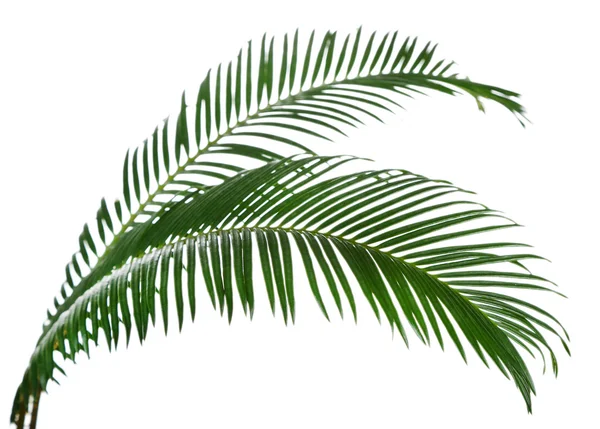 Зеленые пальмовые ветви изолированы на белом — стоковое фото