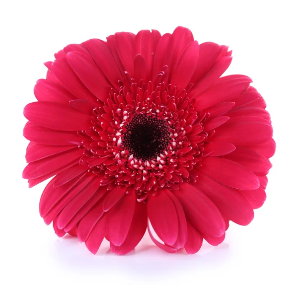 Hermosa gerbera brillante aislado en blanco — Foto de Stock