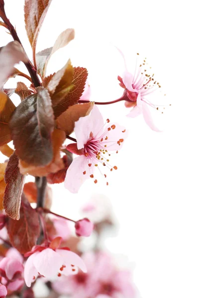 Blühender Frühlingszweig — Stockfoto