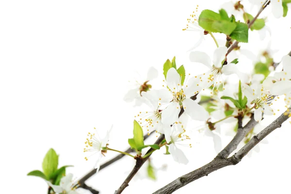 Flowering spring  branch — Stock Photo, Image