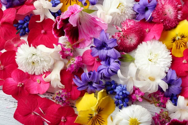 Närbild av färska färgglada vårblommor — Stockfoto