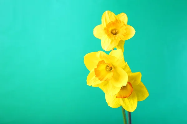 Flores frescas de narciso — Fotografia de Stock