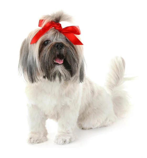 Schattig shih tzu — Stockfoto