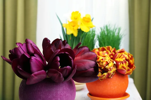 Schöne Blumen mit grünem Gras in Töpfen auf Stoffhintergrund — Stockfoto