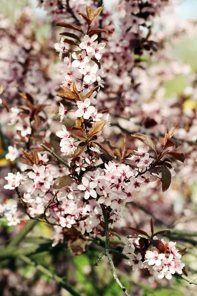 Цветущие ветки деревьев с розовыми цветами — стоковое фото