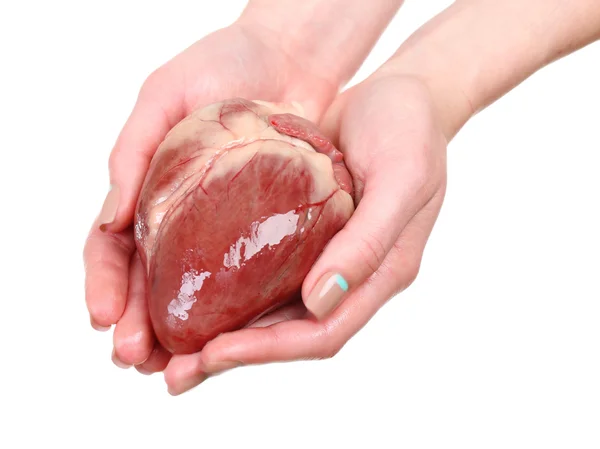 Heart in female hands isolated on white — Stock Photo, Image