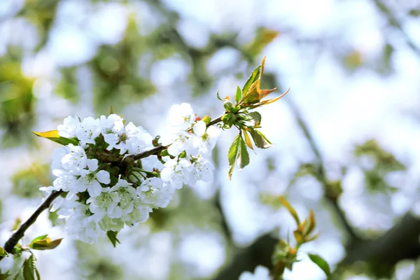 春の花 — ストック写真