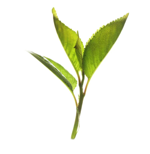 Υποκατάστημα με φρέσκα πράσινα φύλλα, που απομονώνονται σε λευκό — Φωτογραφία Αρχείου