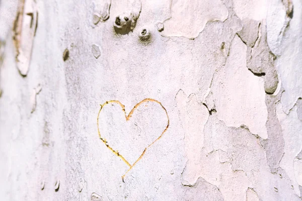 Coeur sculpté dans un arbre gros plan — Photo