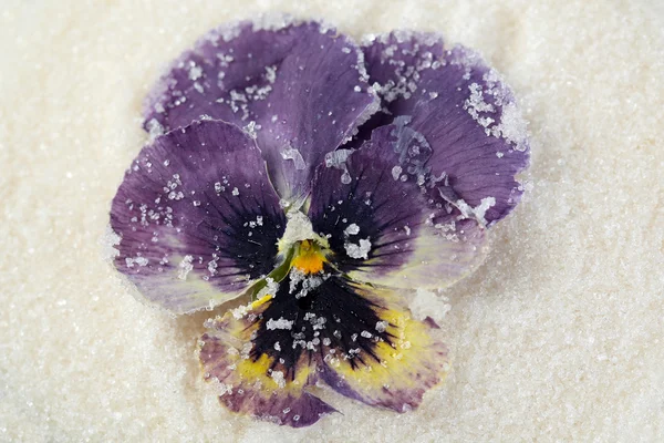 Flores de color violeta azucaradas caramelizadas —  Fotos de Stock