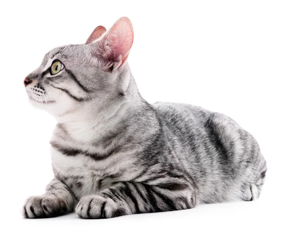 Beau chat isolé sur blanc — Photo