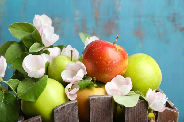 Świeże jabłka z apple blossom — Zdjęcie stockowe