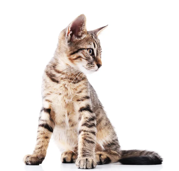 귀여운 고양이 절연 — 스톡 사진