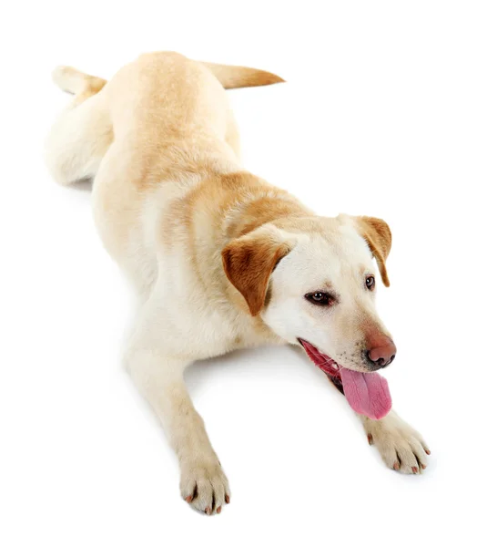 Beyaz arkaplanda izole edilmiş sevimli köpek — Stok fotoğraf