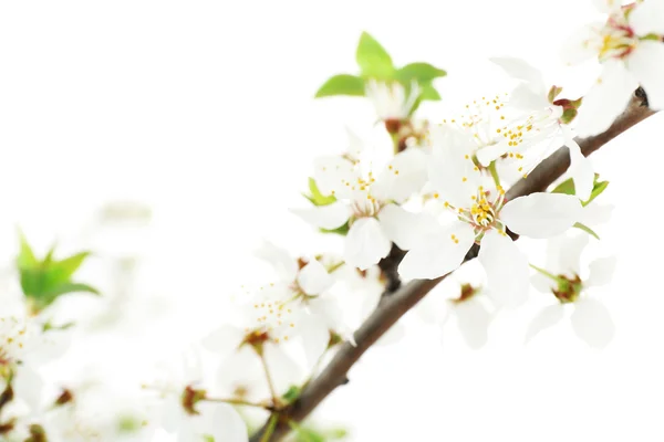 Blütenzweig isoliert auf weiß — Stockfoto