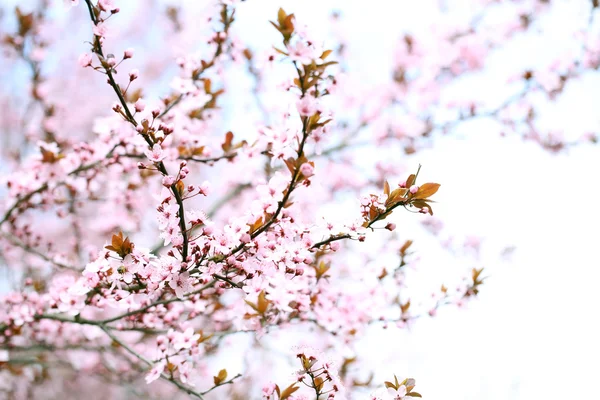 Flores de cerezo sobre fondo borroso de la naturaleza — Foto de Stock