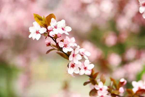 Flores de cerezo sobre fondo borroso de la naturaleza — Foto de Stock