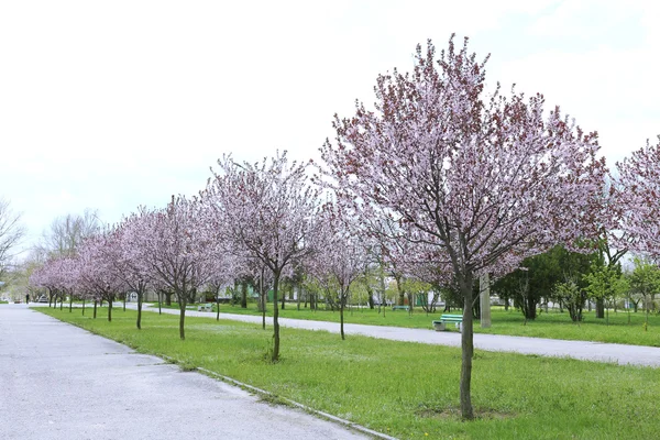 Parkta güzel çiçekli ağaçlar