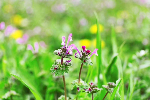 Fleurs sauvages sur fond d'herbe verte — Photo