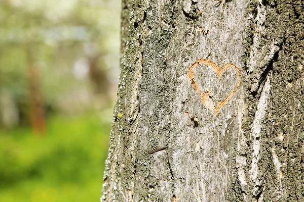 Kalp ağaç oyma — Stok fotoğraf