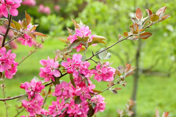 Gren av blommande träd, närbild — Stockfoto