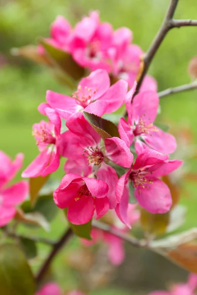 Gren av blommande träd, närbild — Stockfoto