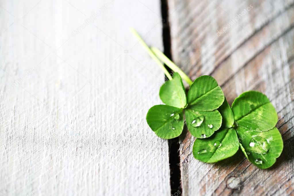 Green clover leaves